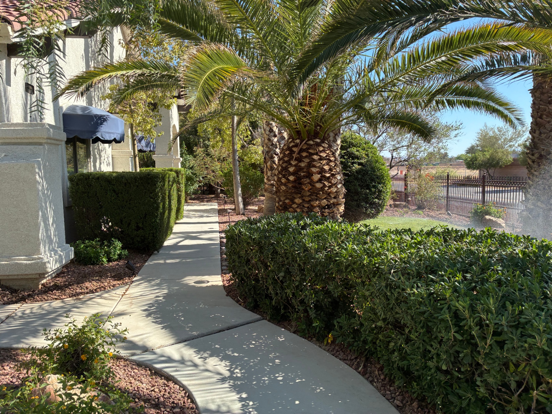 Section 7 style desert landscape with palms, gravel, and shrubs
