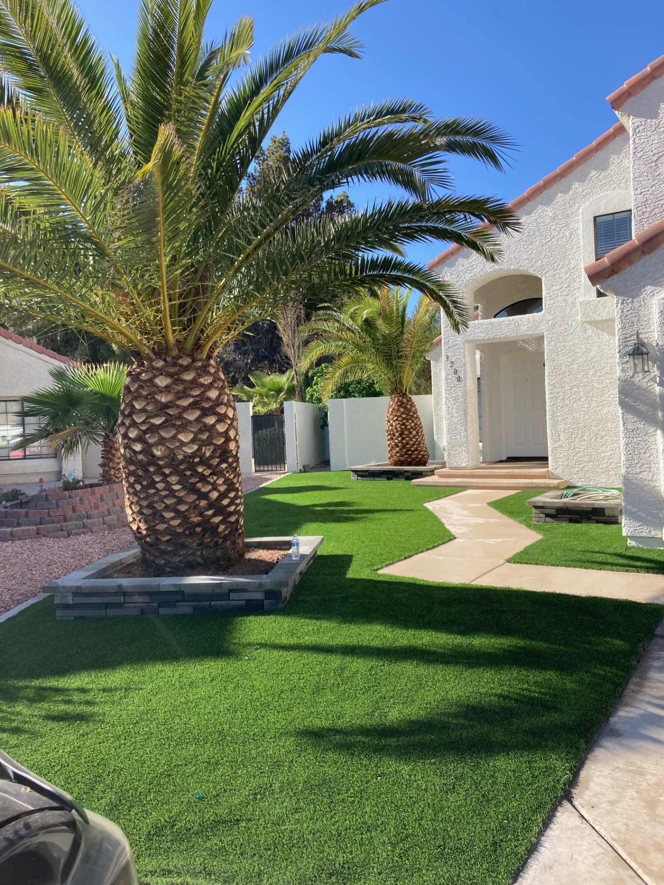 Front yard turf install framed by mature palms and walkway