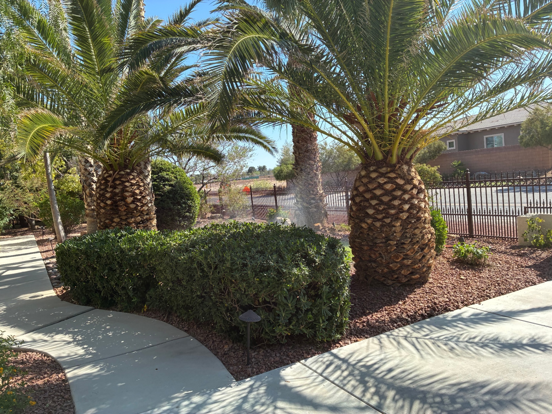 Desert landscape entry with palms and pathway lighting