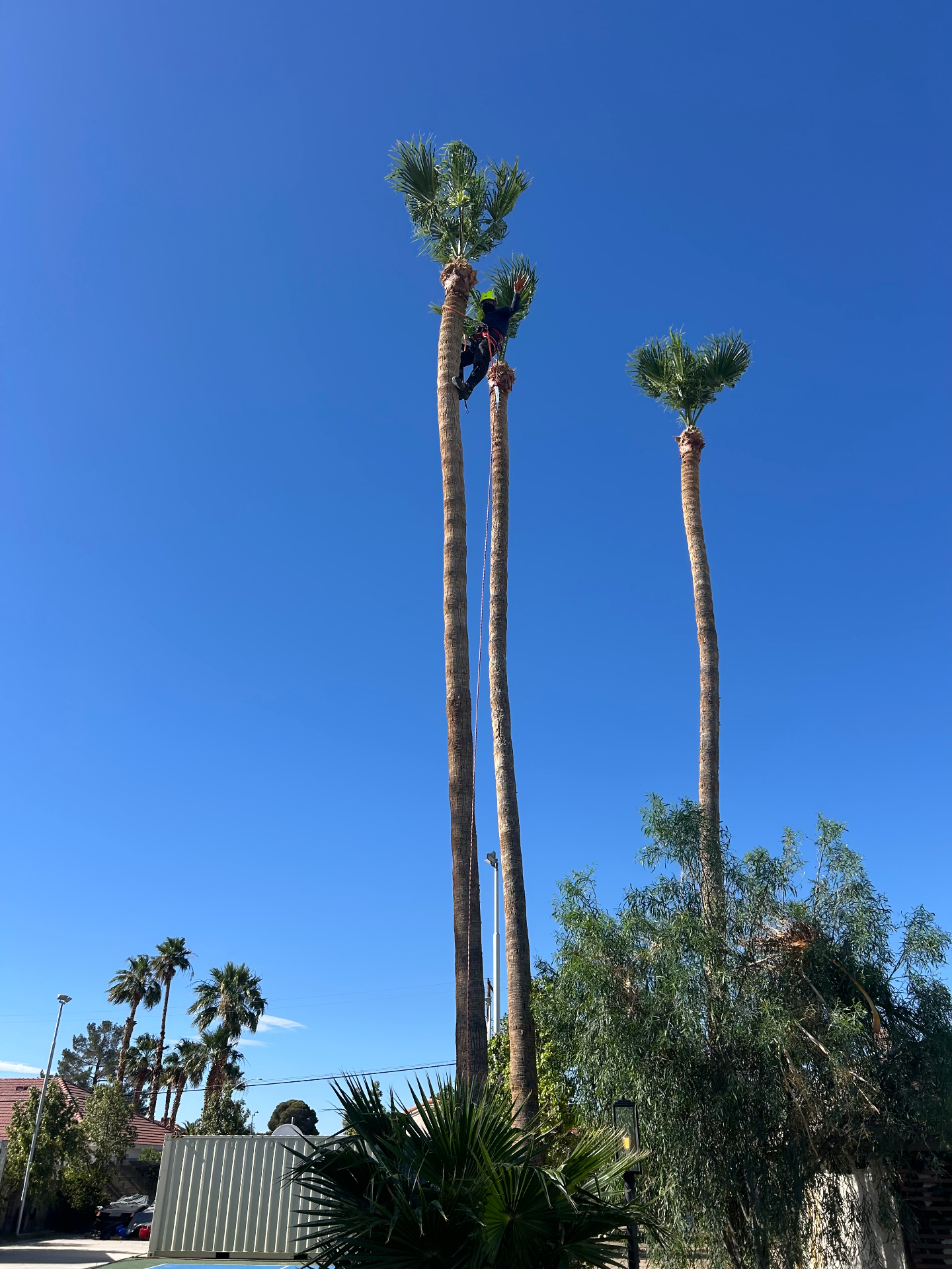 Palm trimming service performed high above the property